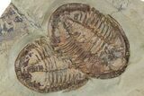Two Colorful Asaphid Trilobites With Antennae - Fezouata Formation #356948-1